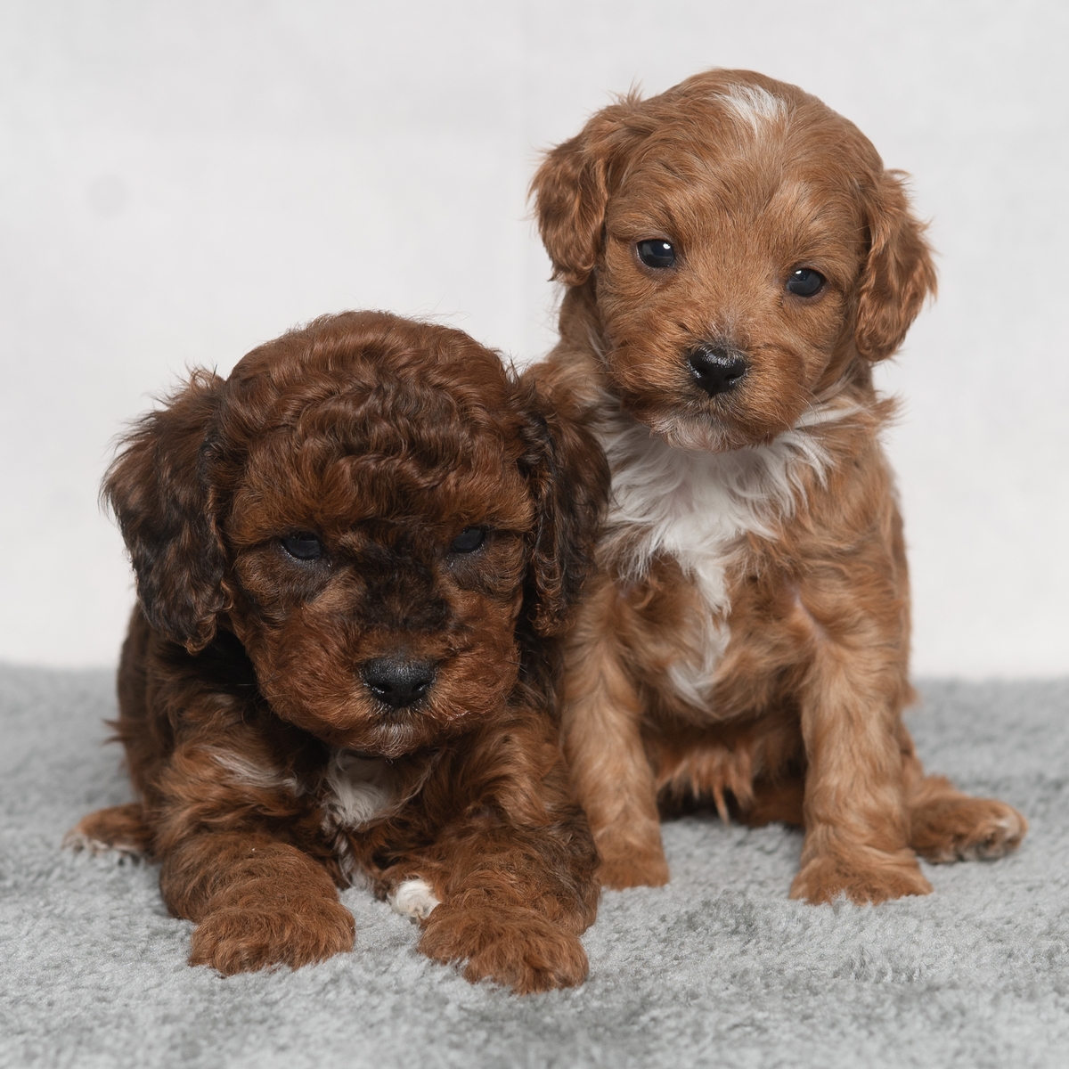 Why Choose Rockefeller Doodles?